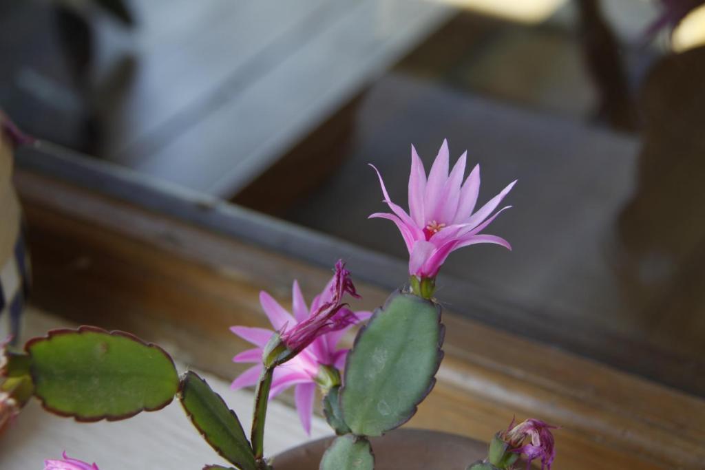La Demorada Bed & Breakfast ซานอันโตนิโอเดอาเรโก ภายนอก รูปภาพ